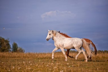 Gri ve kırmızı aygır mavi gökyüzü arka plan üzerinde