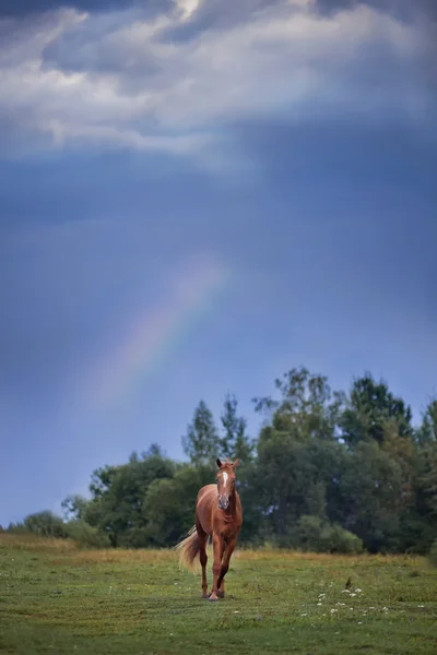 Het Russisch Don paard op blauwe hemel met regenboog — Stockfoto