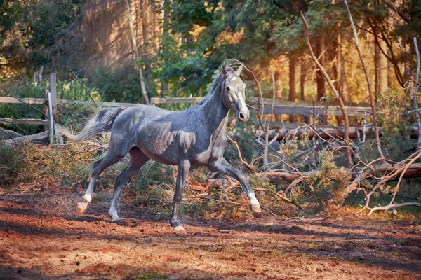 El caballo gris Orlov Trotter — Foto de Stock