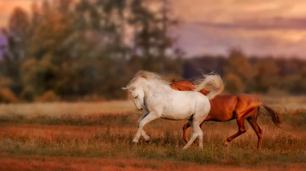 在日落的灰色和红色种马 — 图库照片