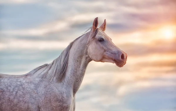 Den grå Arabian Horse — Stockfoto