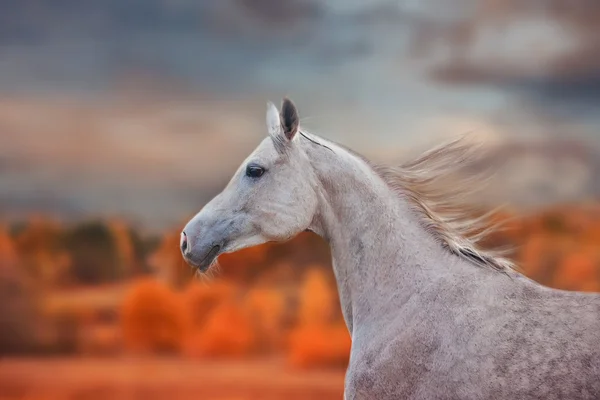 Das graue arabische Pferdeporträt — Stockfoto