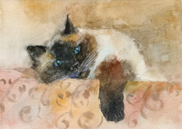 Aquarelle sommeil couleur point chat — Photo