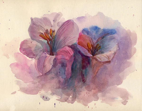 Violet crocuses flowers — Stock Photo, Image