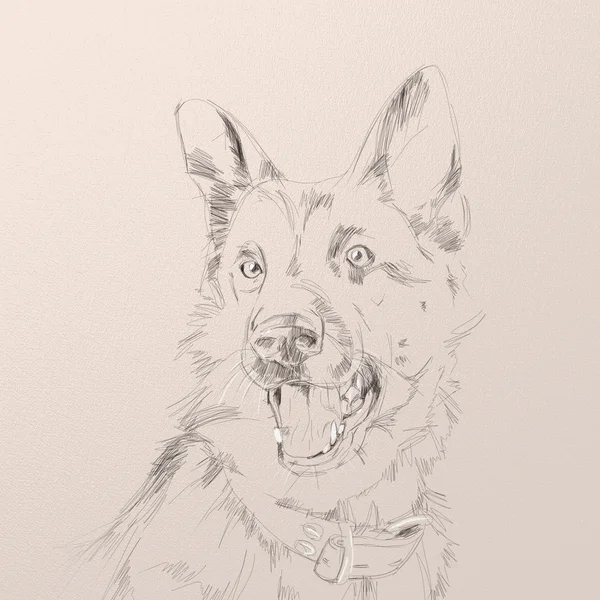 ジャーマン ・ シェパード犬の肖像画 — ストック写真