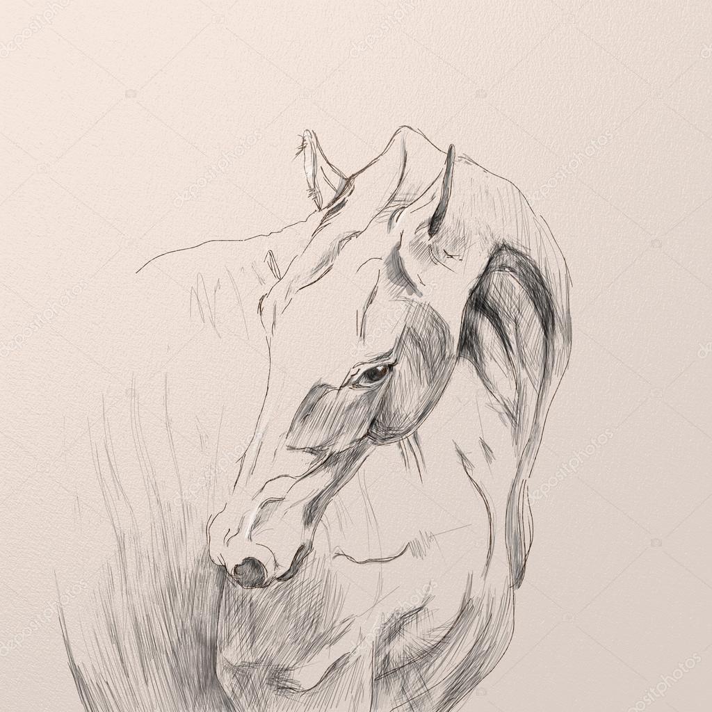 Drawing portrait of akhal-teke horse