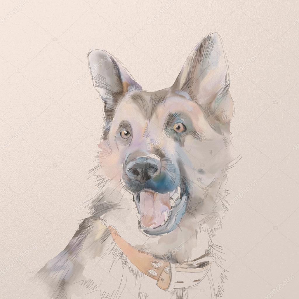 portrait of the german shepherd dog