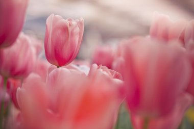 Bahar bahçe Lale çiçek yatak