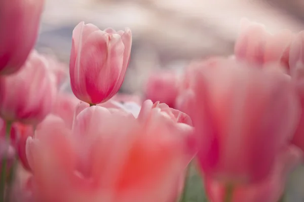 Cama de flores de tulipas no jardim da primavera — Fotografia de Stock