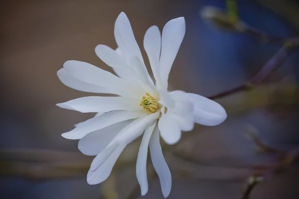 Flores brancas de Magnolia stellata — Fotografia de Stock