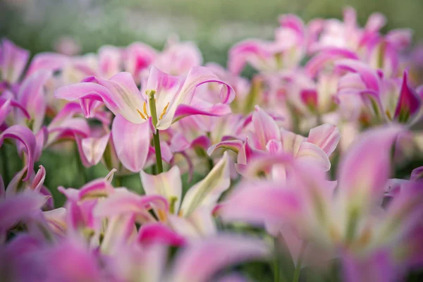 Lit de fleurs de tulipes dans le jardin de printemps — Photo