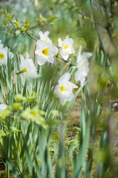 Narcyz w ogrodzie Keukenhof, Holandia — Zdjęcie stockowe