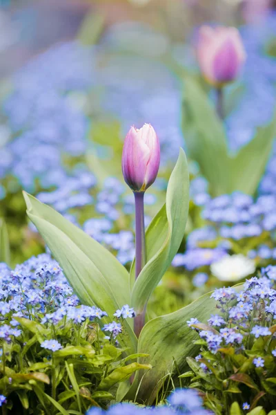 Hermosas flores cama — Foto de Stock