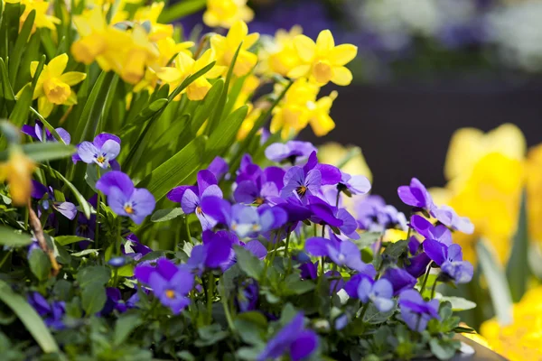 Bellissimi fiori letto — Foto Stock