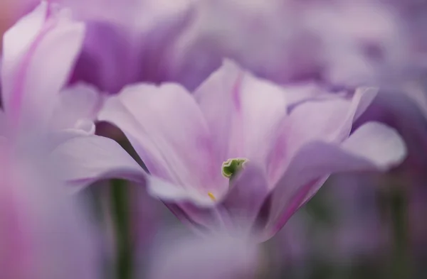 Lit de fleurs de tulipes dans le jardin de printemps — Photo