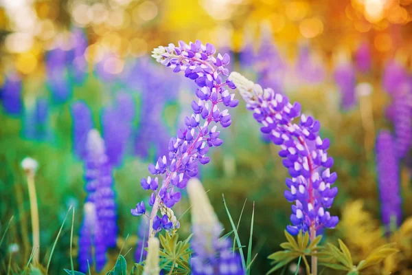 Wild-growing lupine flowers — Stock Photo, Image