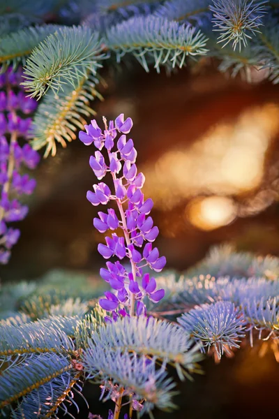 Vilt växande Lupin blommor — Stockfoto