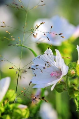 Beyaz Malva moschata
