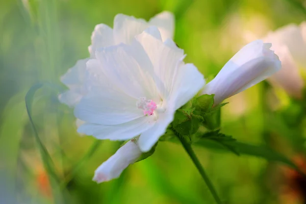 Beyaz Malva moschata — Stok fotoğraf