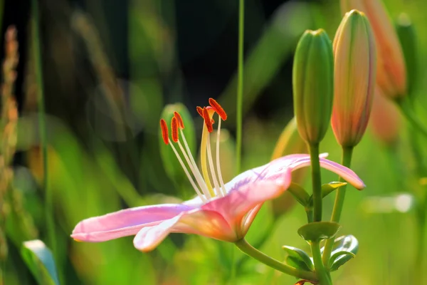 Růžový Lily Květina zelené pozadí — Stock fotografie