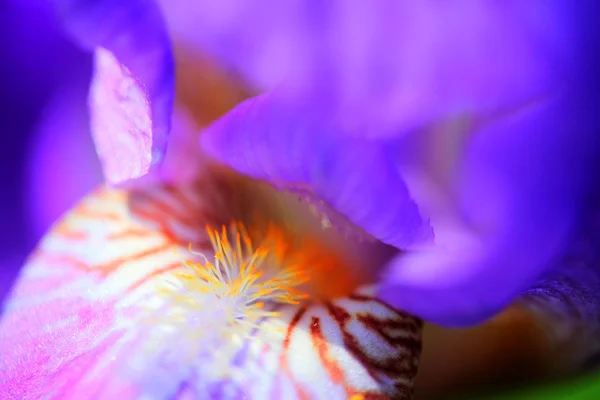 Violet iris — Stock Photo, Image