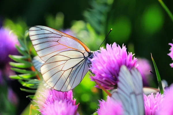Beyaz kelebek bıçak çiçek üzerinde