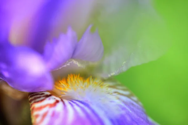 Violet iris — Stock Photo, Image