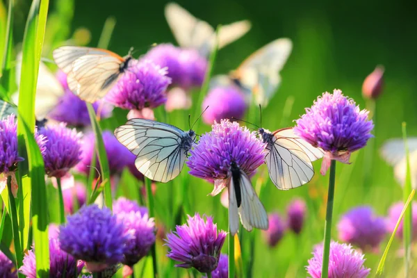Weißer Schmetterling auf Schnittlauchblüten — Stockfoto