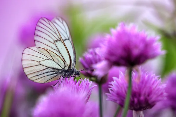 Weißer Schmetterling auf Schnittlauchblüten — Stockfoto