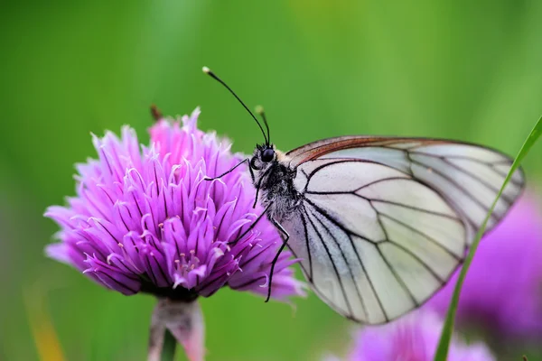 Biały motyl na szczypiorek kwiaty — Zdjęcie stockowe