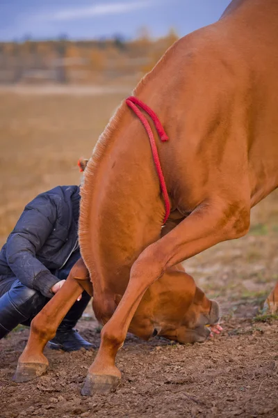 Formação de cavalos — Fotografia de Stock