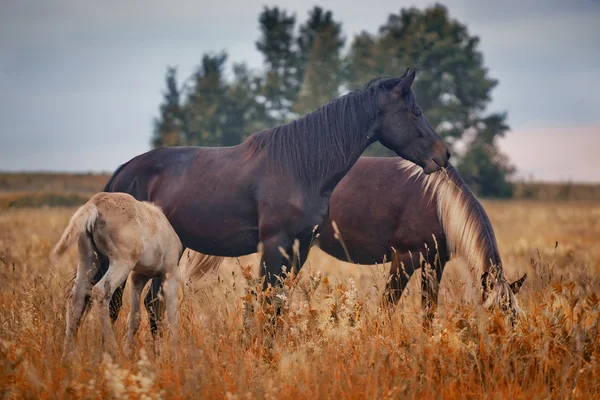 Paarden kudde — Stockfoto