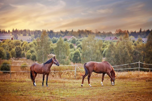 Chestnut horses grazing in paddock — Stock Photo, Image