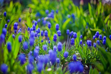 Muscari akşam ışık