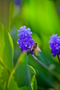 Koyu mavi Muscari çiçeklerle arı