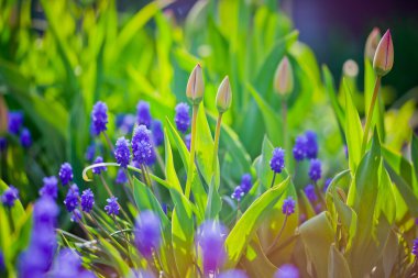 Muscari ve Lale tomurcukları akşam ışık