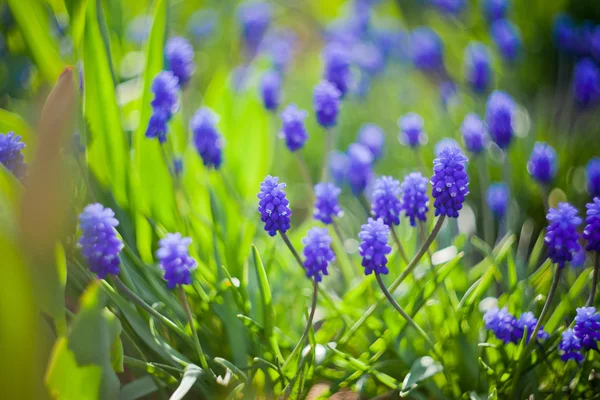 Muscari in avondlicht — Stockfoto