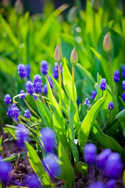 Muscari en tulpen toppen in avondlicht — Stockfoto