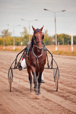 Doğurmak paça atlar için yarış