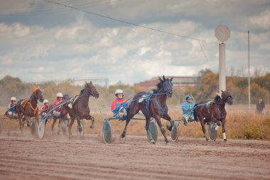 Doğurmak paça atlar için yarış
