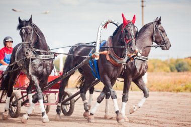 Şampiyonası Rusya Rus Troyka 'Ramenskoye yaz 2014