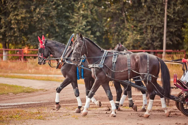 Mistrovství Ruska Ruská trojka — Stock fotografie