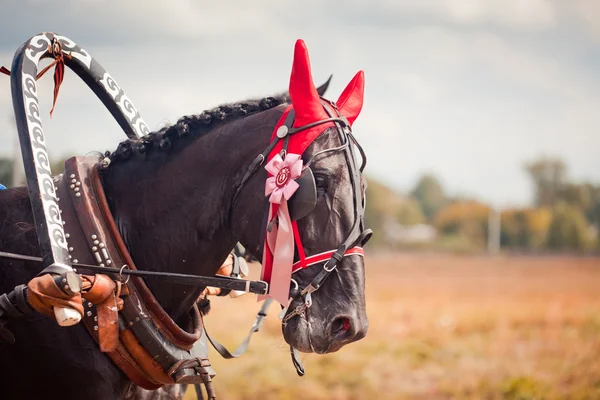 Campeonato da Rússia Troika Russa — Fotografia de Stock