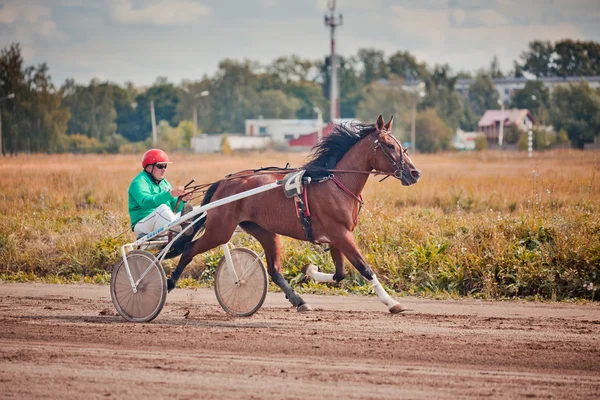 Racing pro koně klusem plemena — Stock fotografie