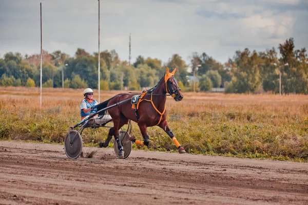 Racing pro koně klusem plemena — Stock fotografie