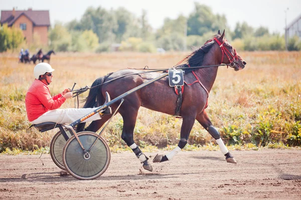 Curse pentru cai trotting rase — Fotografie, imagine de stoc