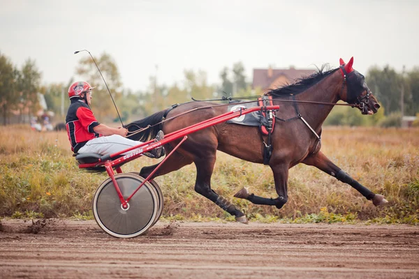 Racing for the horses trotting breeds — Stock Photo, Image