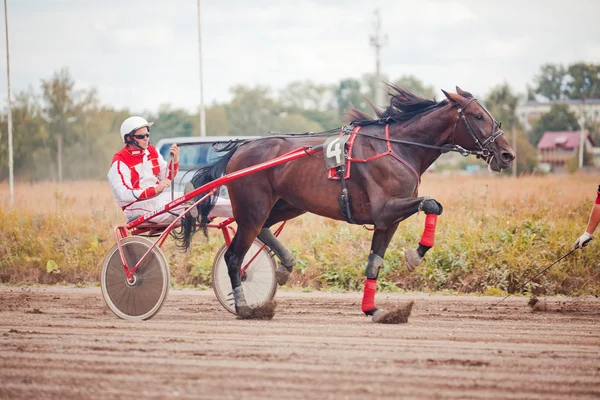 Racing för hästar trav raser — Stockfoto