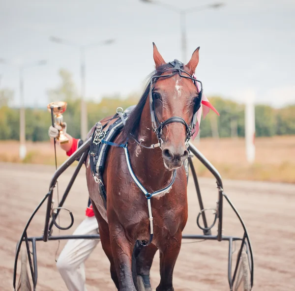 Corrida para os cavalos trote raças — Fotografia de Stock