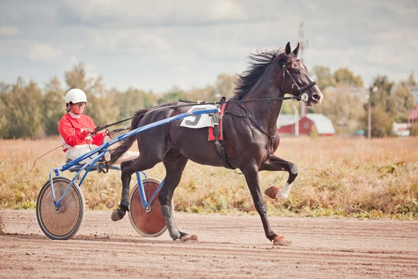 Racing pro koně klusem plemena — Stock fotografie